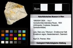 Foto (Objekt + Etiketten) von Goniodromites bidentatus (Reuss, 1859) 